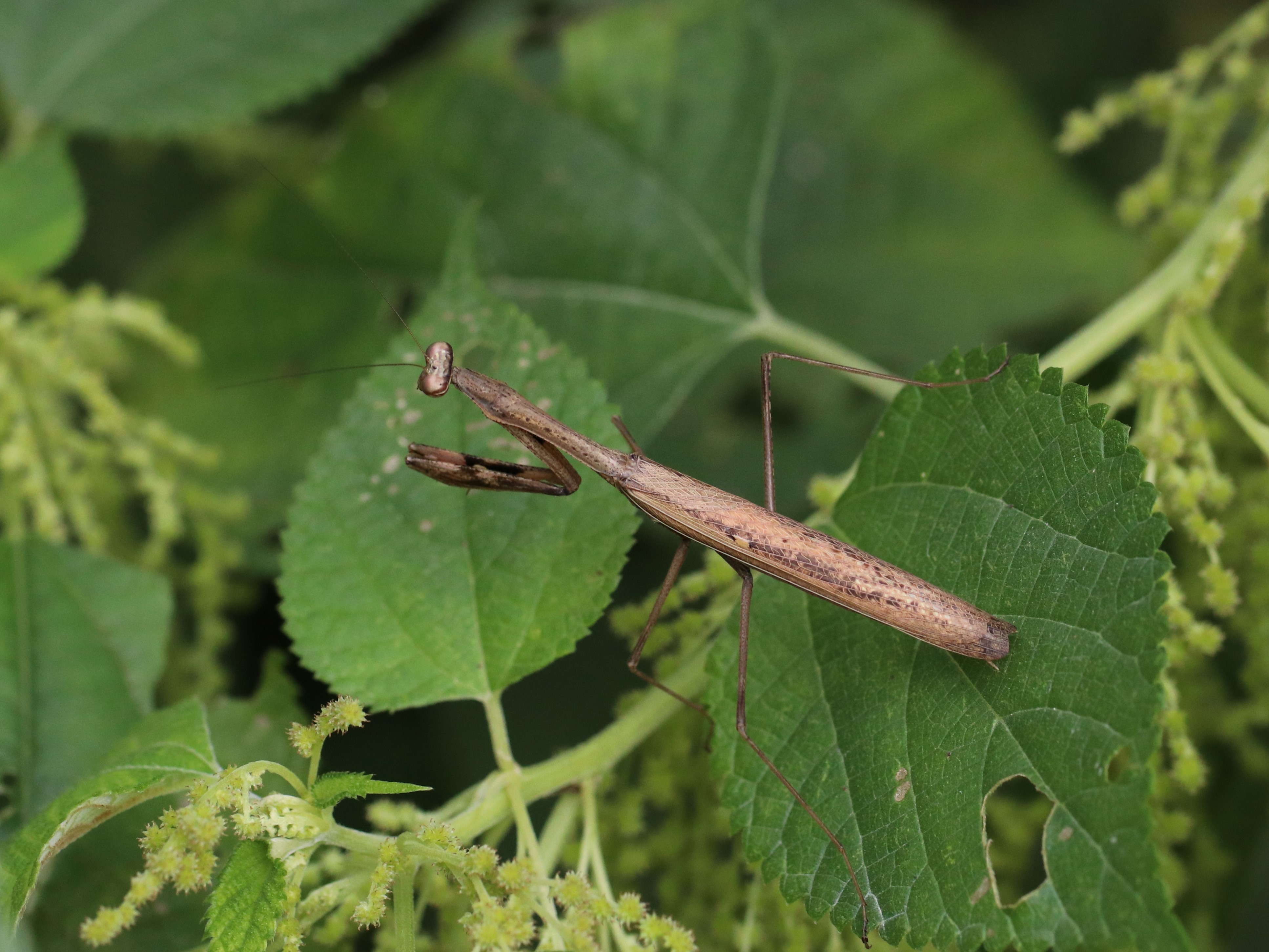 コカマキリ